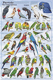 Parrots Poster