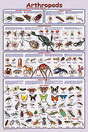 Arthropods Poster