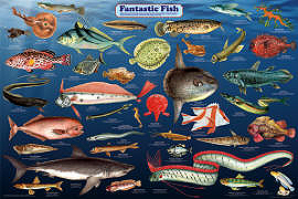 Fantastic Fish