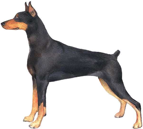 Doberman Pincher