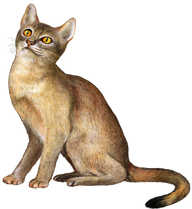 Abyssinian cat